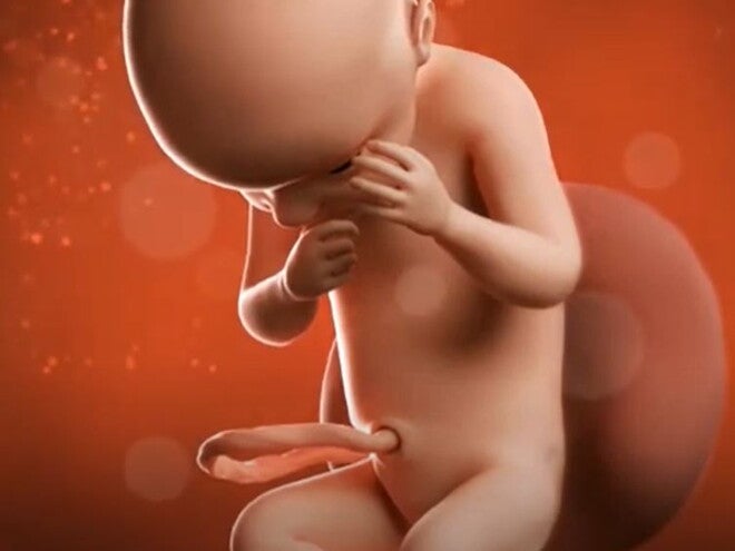 28 Weeks Pregnant video