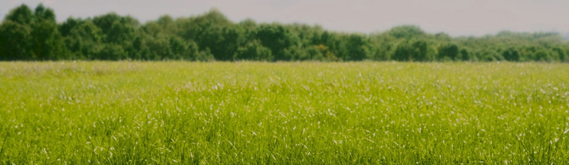 grassy fields grassy fields