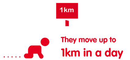 babies move up to 1km in a day babies move up to 1km in a day