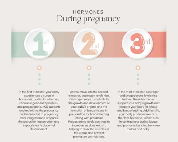 Hormones during pregnancy stages Hormones during pregnancy stages